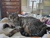 adoptable Cat in rochester, NY named Benny