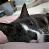 adoptable Cat in rochester, NY named Xavier