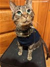 adoptable Cat in rochester, ny, NY named Callahan