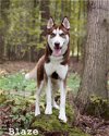 adoptable Dog in rochester, NY named Blaze