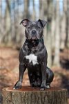 adoptable Dog in rochester, NY named Esme