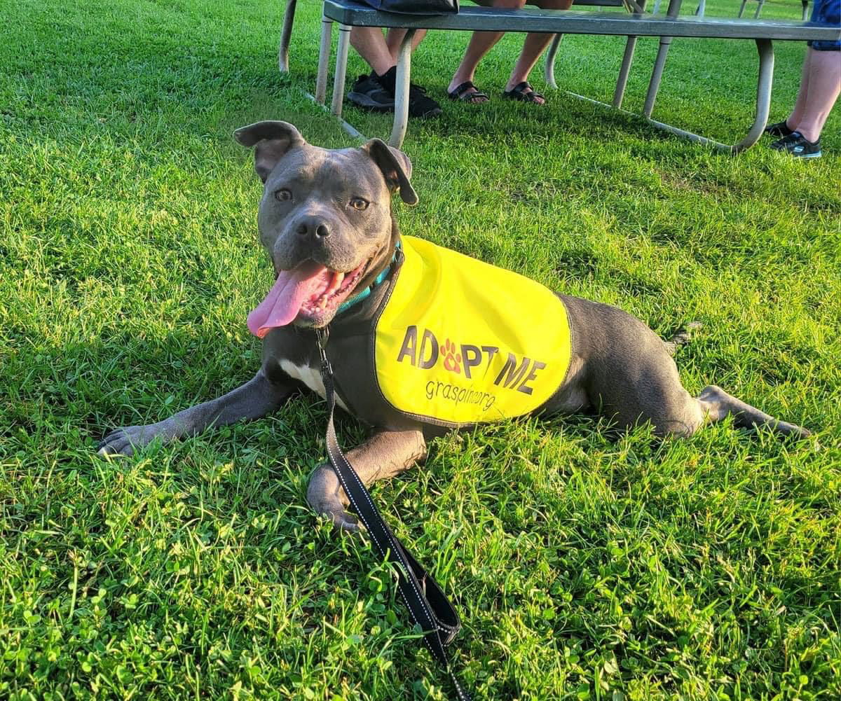 adoptable Dog in Rochester, NY named Esme