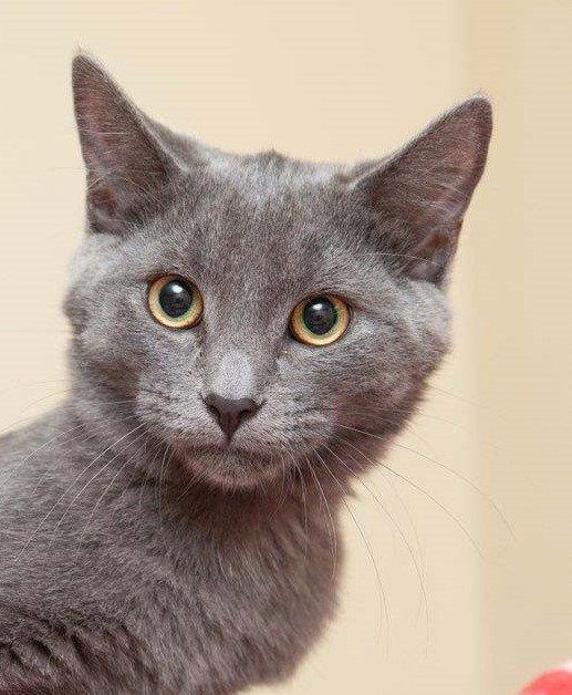 adoptable Cat in Rochester, NY named Grady