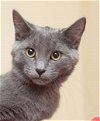 adoptable Cat in rochester, NY named Grady