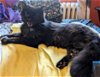 adoptable Cat in rochester, ny, NY named Cloak
