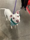 adoptable Dog in , NY named Figgy