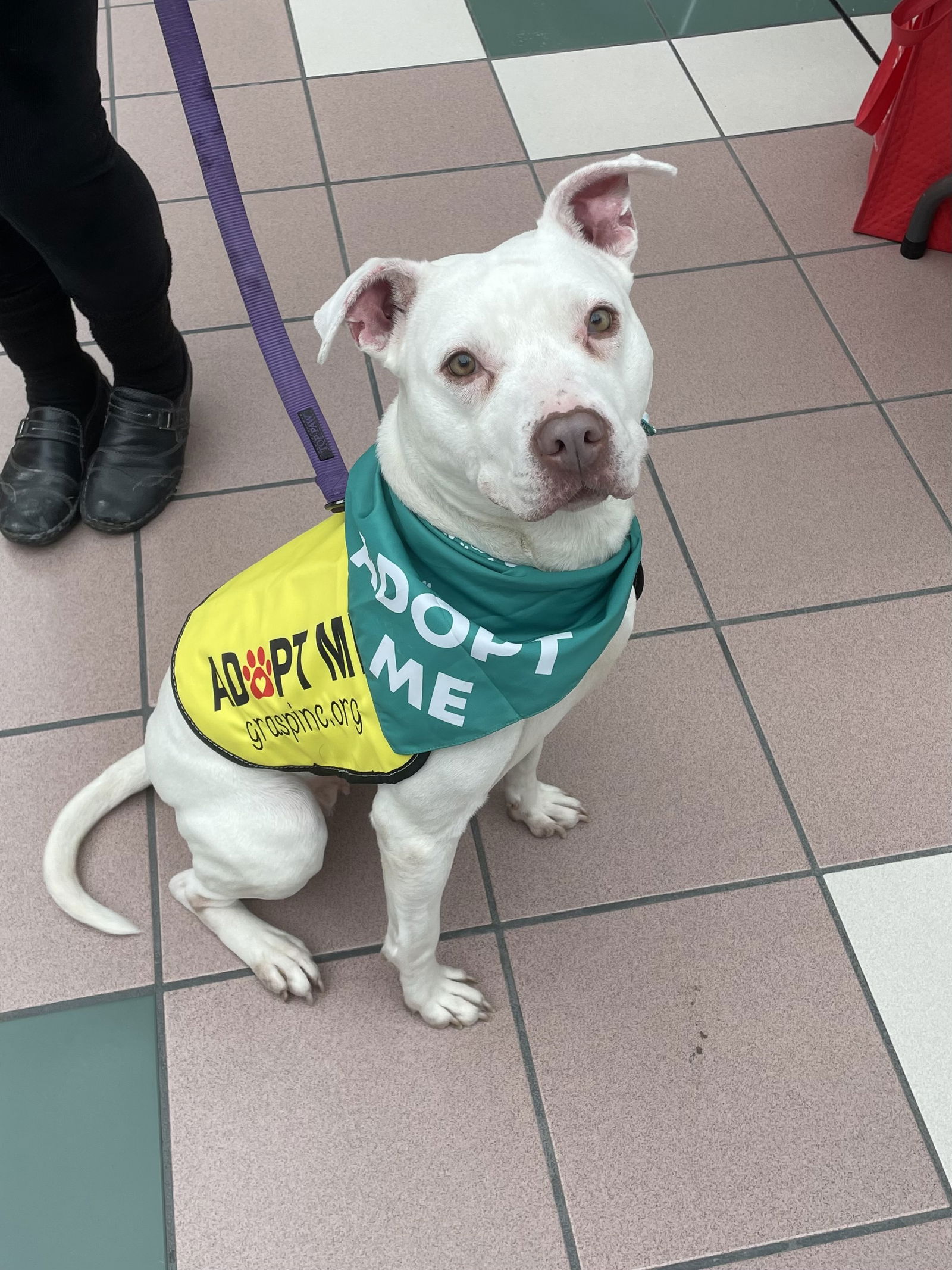 adoptable Dog in Rochester, NY named Figgy