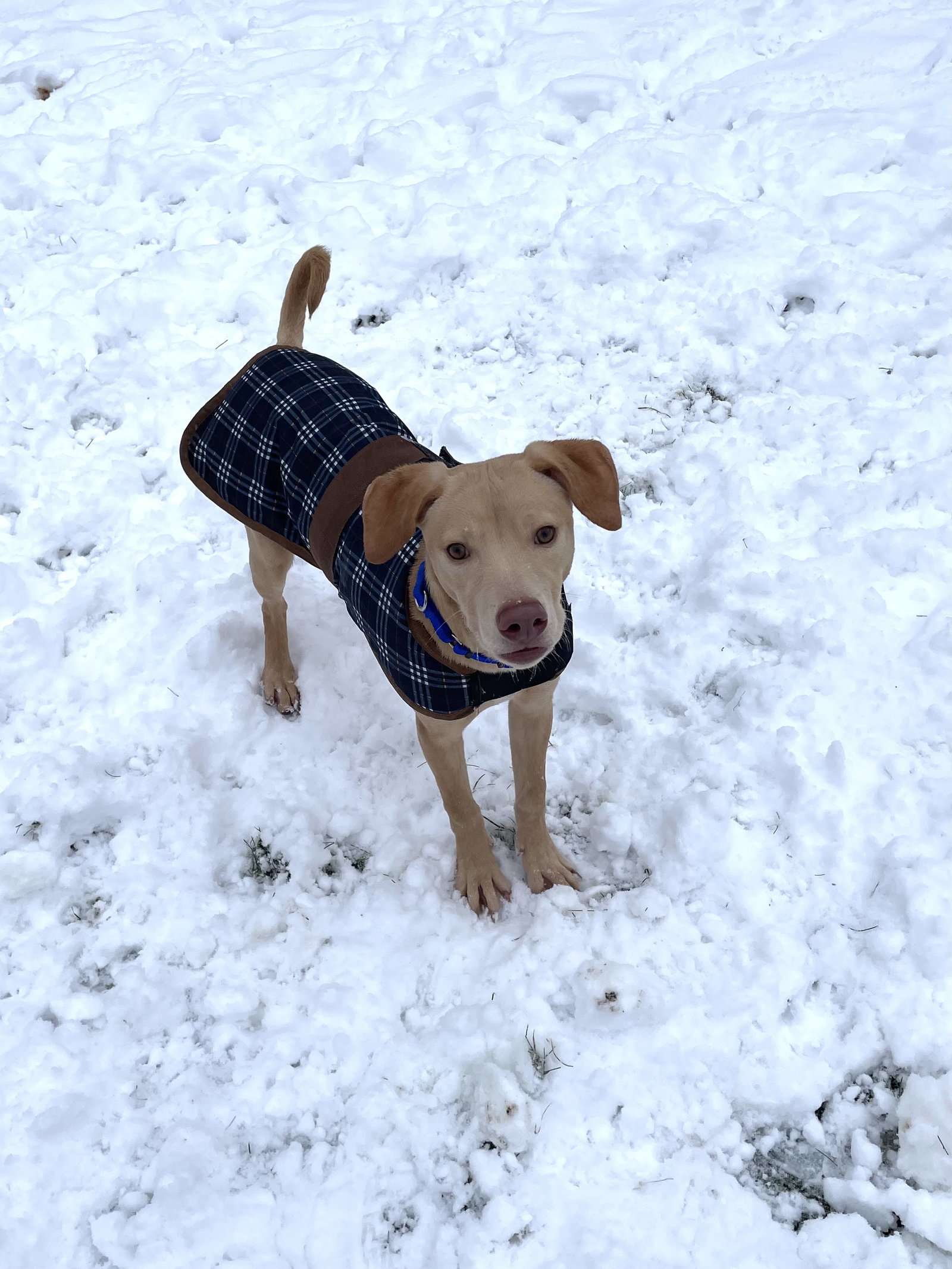 Dog for Adoption Trout, a Vizsla in Marion, NY Alpha Paw