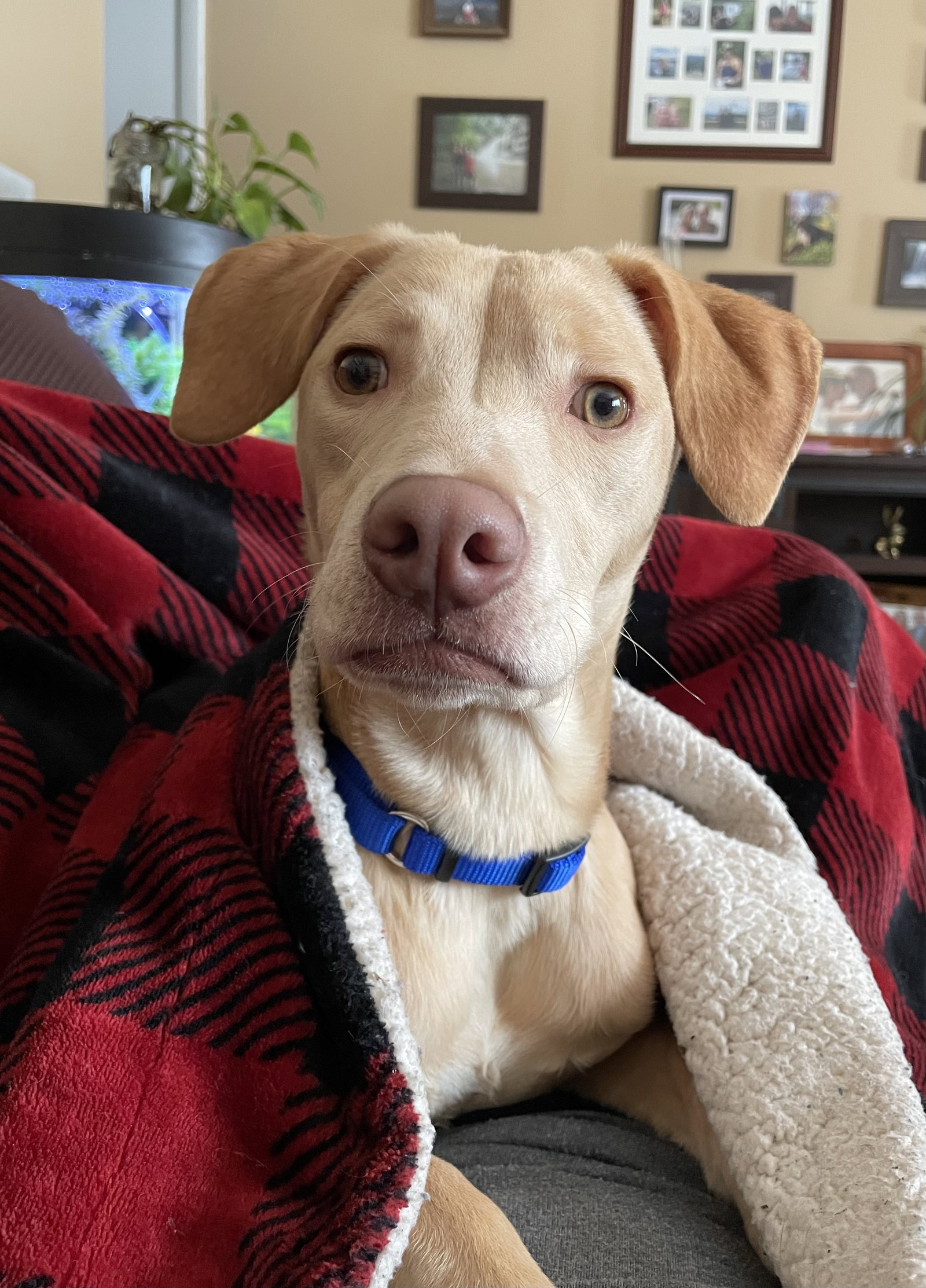 Dog for Adoption Trout, a Vizsla in Marion, NY Alpha Paw