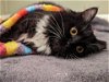adoptable Cat in rochester, NY named Taylor