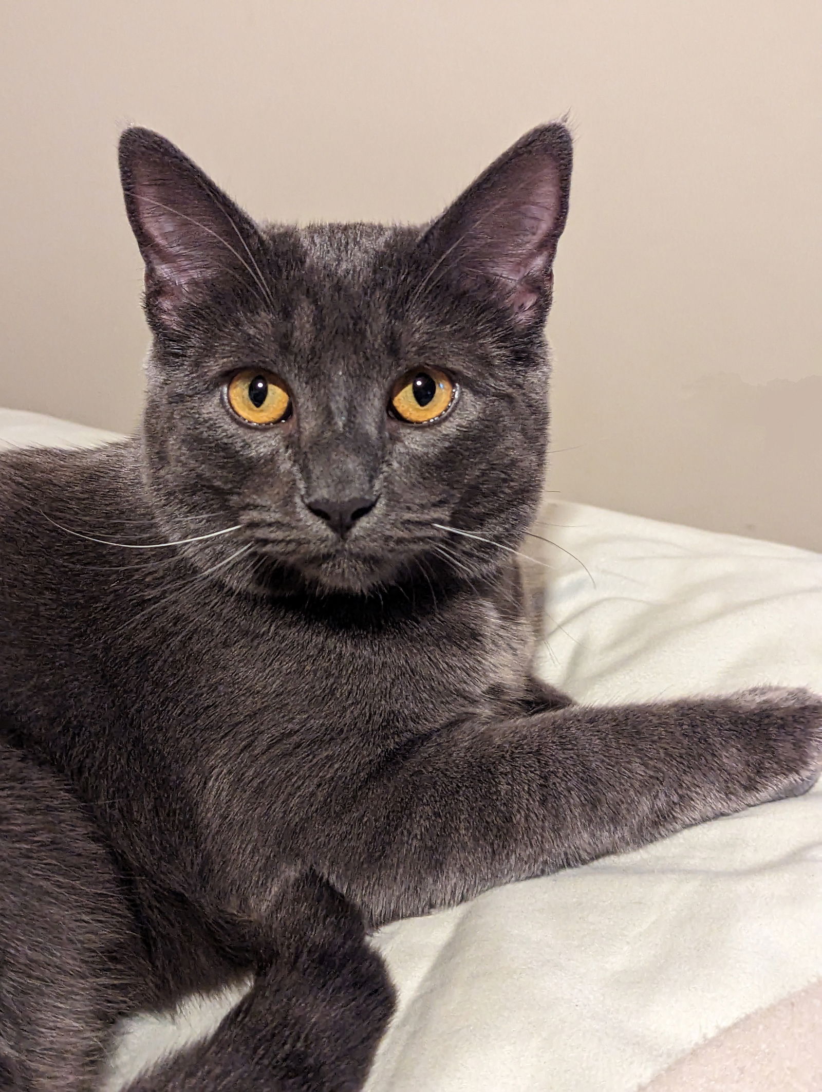 adoptable Cat in Rochester, NY named Stewie