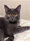 adoptable Cat in rochester, NY named Stewie