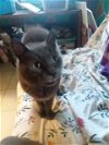adoptable Cat in rochester, ny, NY named Catiya-courtesy
