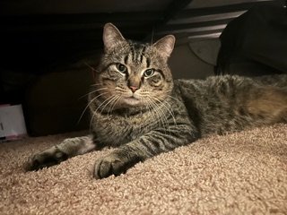 adoptable Cat in Rochester, NY named Charlie