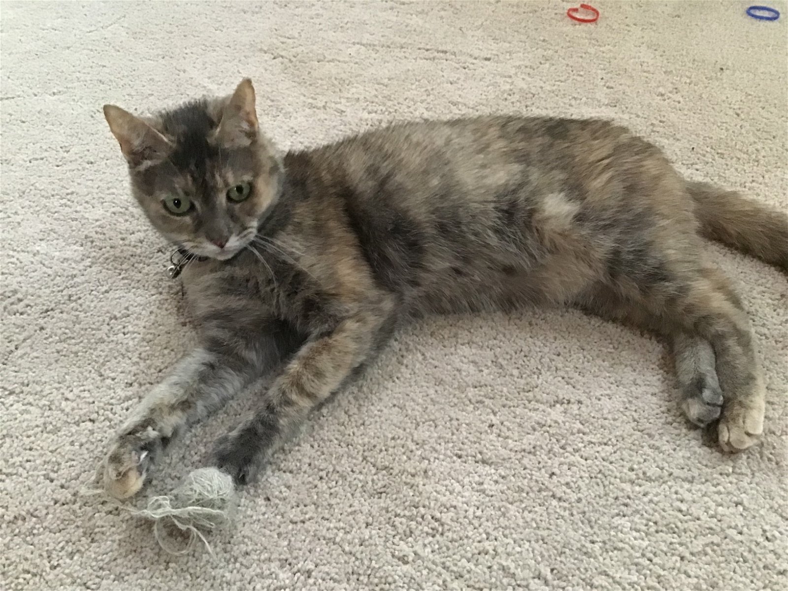 adoptable Cat in Rochester, NY named Maggie