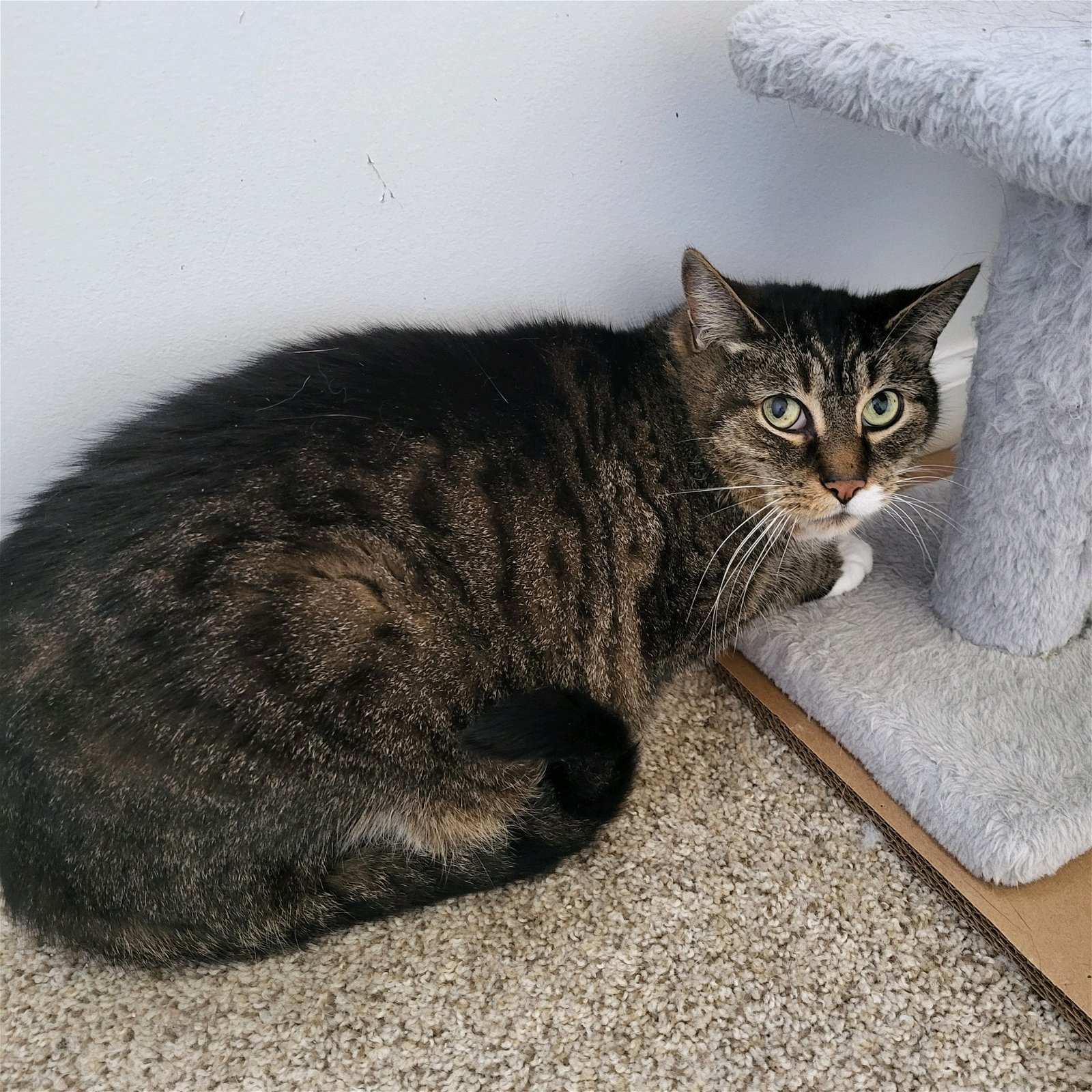 adoptable Cat in Rochester, NY named Shy