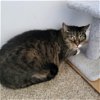 adoptable Cat in rochester, NY named Shy