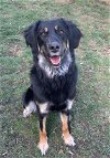 adoptable Dog in rochester, NY named Aviva