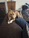 adoptable Dog in rochester, NY named Boogie- courtesy