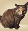 adoptable Cat in rochester, NY named Rosie
