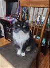 adoptable Cat in rochester, NY named Raven- courtesy