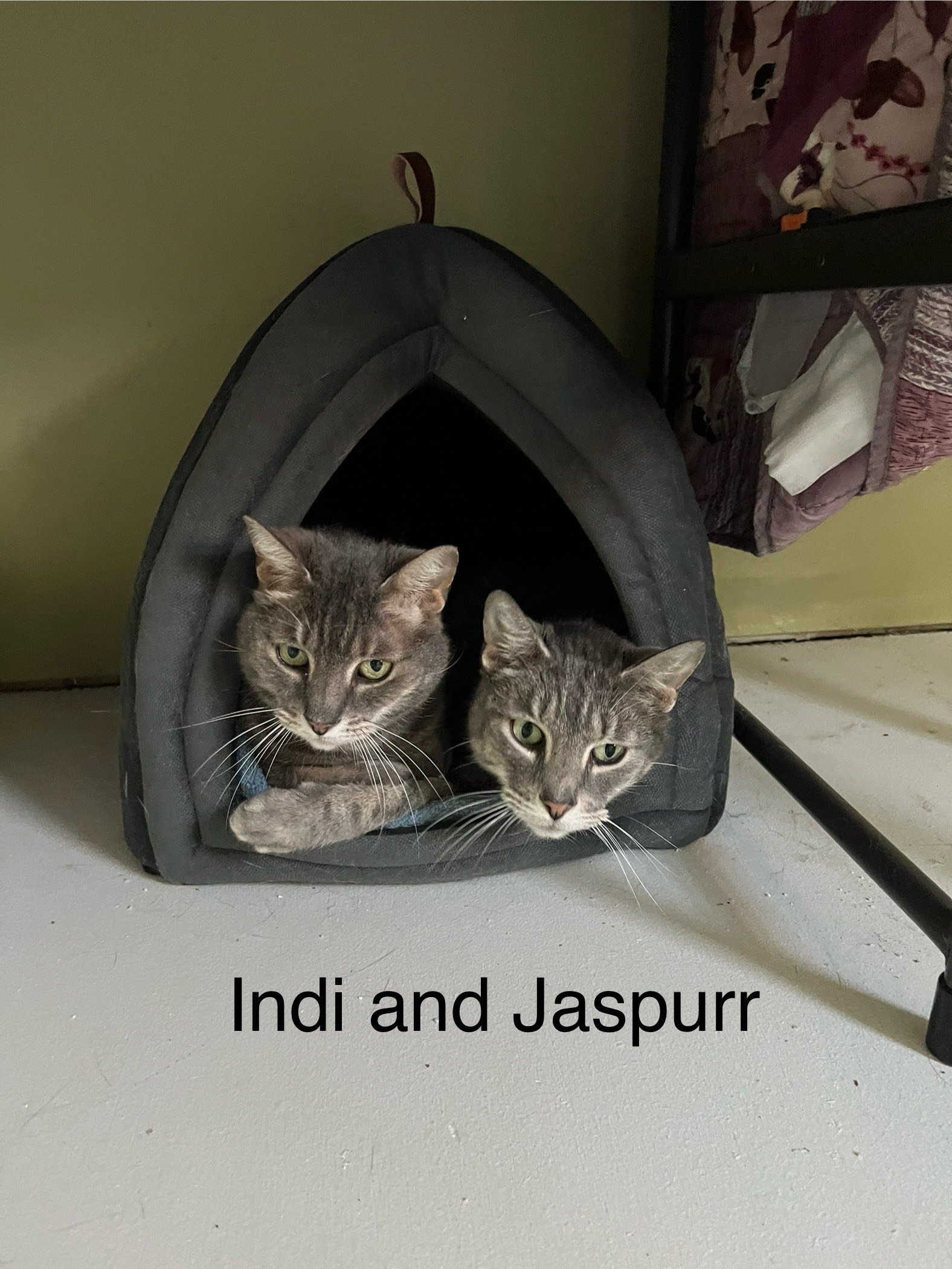 adoptable Cat in Rochester, NY named Indi & Jaspurr- bonded pair