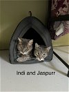 adoptable Cat in  named Indi & Jaspurr- bonded pair