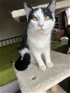 adoptable Cat in , NY named Ethel