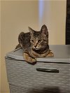 adoptable Cat in rochester, NY named Amber