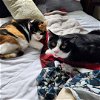 adoptable Cat in  named Luna & Newton- bonded pair