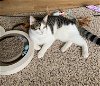 adoptable Cat in rochester, NY named Fred