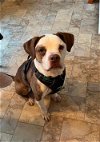 adoptable Dog in , NY named Duncan