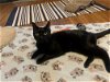 adoptable Cat in rochester, NY named Margie