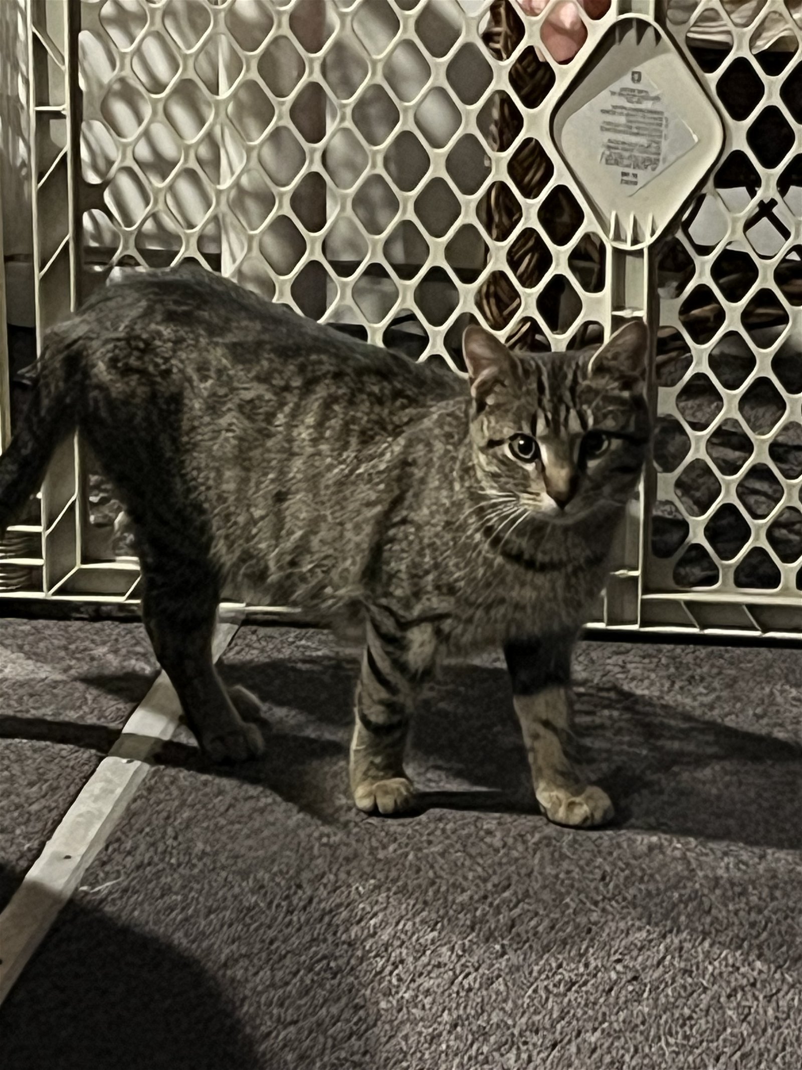 adoptable Cat in Rochester, NY named Kitty girl- courtesy