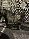 adoptable Cat in rochester, NY named Kitty girl- courtesy