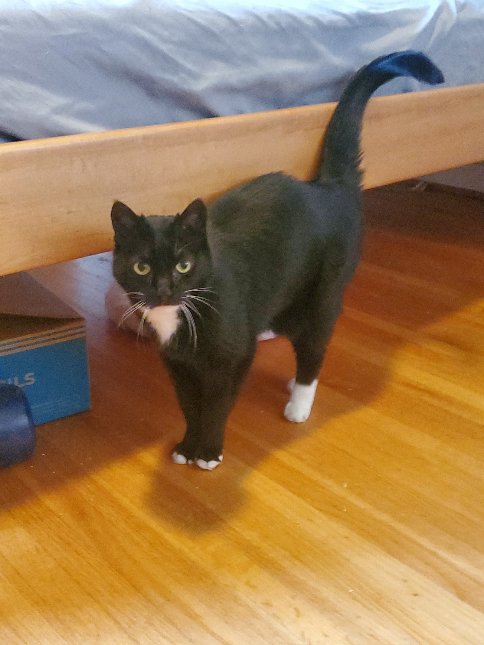 adoptable Cat in Rochester, NY named Zoey