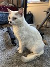 adoptable Cat in rochester, NY named Blizzard