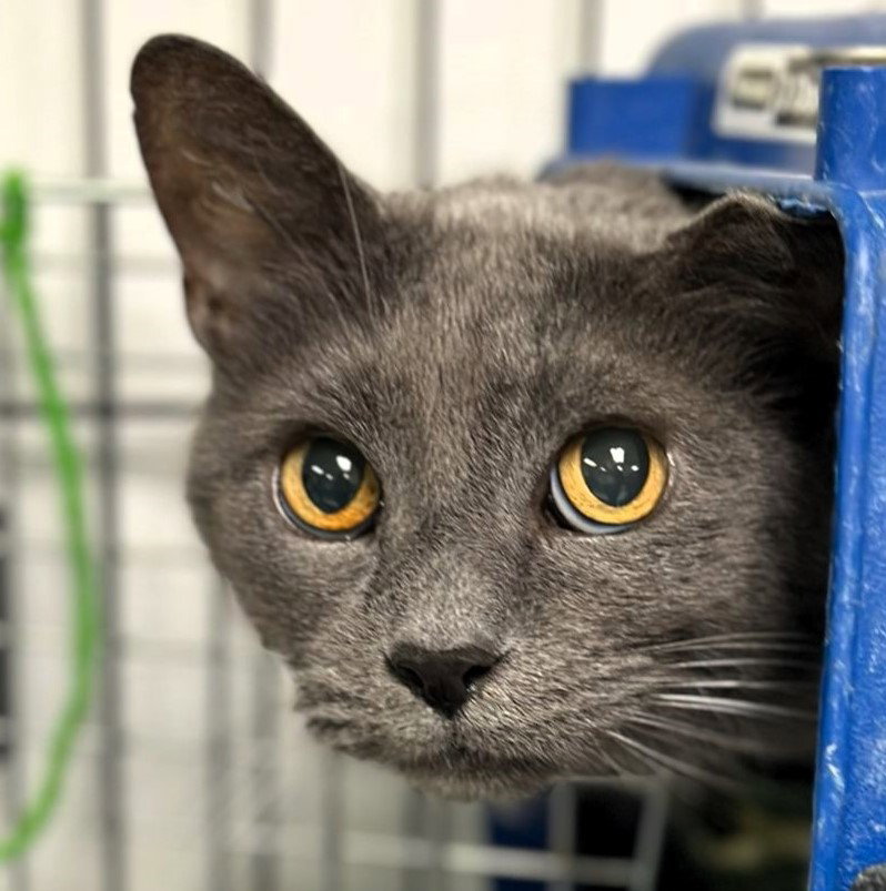 Cat adoption in Rochester, NY 14626 Domestic Short Hair (short coat
