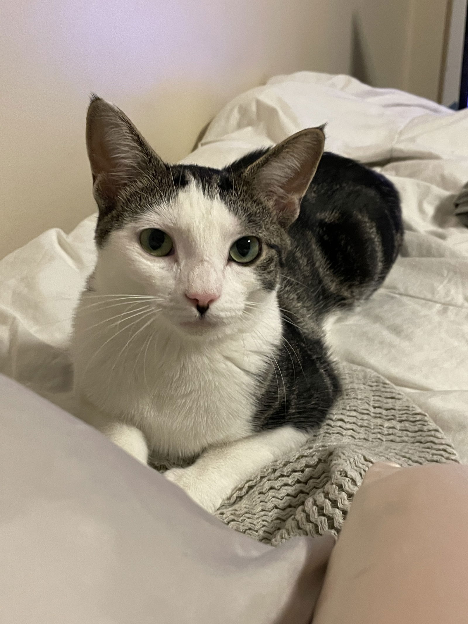 adoptable Cat in Rochester, NY named Lumi