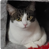 adoptable Cat in Rochester, NY named Lana