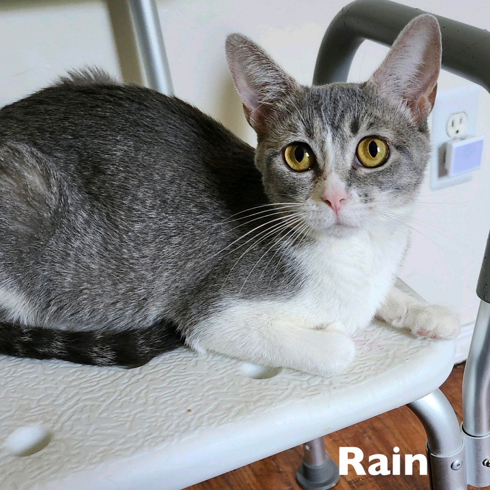 adoptable Cat in Rochester, NY named Rain