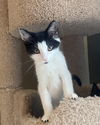 adoptable Cat in Rochester, NY named Sailor