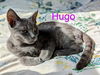 adoptable Cat in Rochester, NY named Hugo