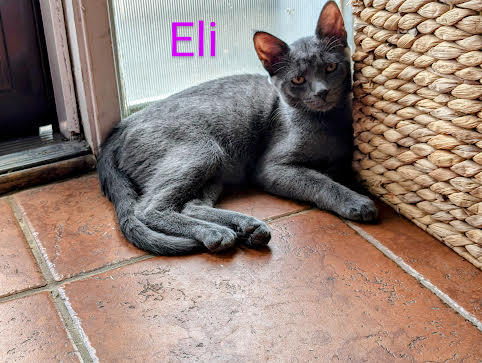 adoptable Cat in Rochester, NY named Eli