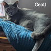 adoptable Cat in Rochester, NY named Cecil