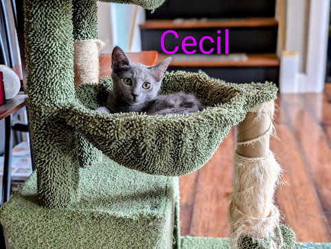 adoptable Cat in Rochester, NY named Cecil