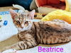 adoptable Cat in Rochester, NY named Beatrice