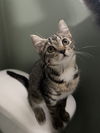 adoptable Cat in Rochester, NY named Nova