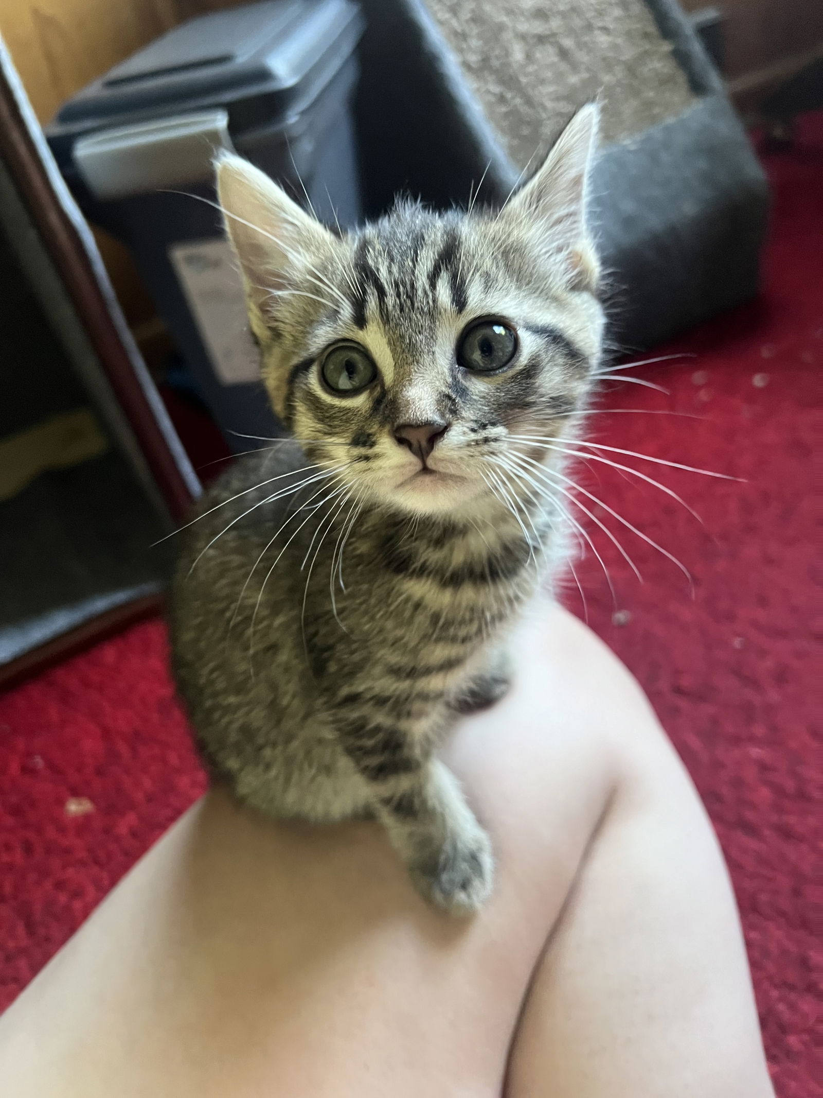 adoptable Cat in Rochester, NY named Mr. Bean