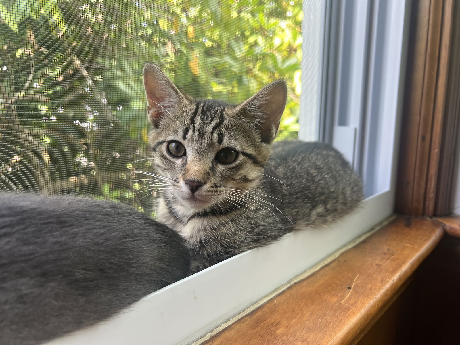 adoptable Cat in Rochester, NY named Lita Ford